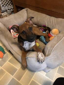 Labrador Retriever Dogs Available for Adoption - Eugene | PetCurious