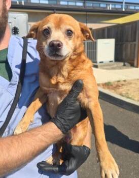Ned Leeds -  Chihuahua and Mixed Breed Dog for Adoption in Eugene, Oregon - Ned Leeds | PetCurious