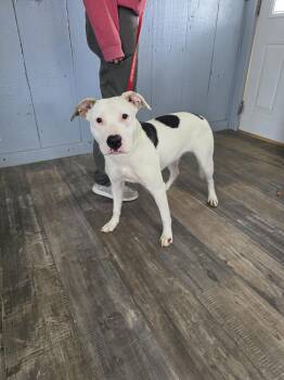 Rescue Pit Bull Terrier Dogs for Adoption in Attica, Indiana - Teal | PetCurious