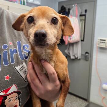 Chihuahua and Dachshund Dogs Available for Adoption - Pearl | PetCurious