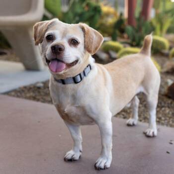 October -  Pug and Mixed Breed Dog for Adoption in Palm Springs, California - October | PetCurious