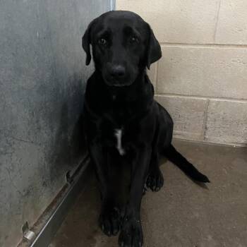 Vixen -  Labrador Retriever and Mixed Breed Dog for Adoption in Edinburg, Texas - Vixen | PetCurious