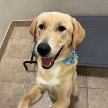 Yellow Labrador Retriever Dogs Available for Adoption - Lola | PetCurious