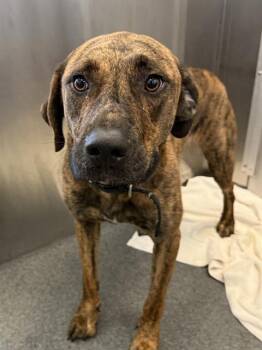DRO -  Mixed Breed Dog for Adoption in Dallas, Texas - DRO | PetCurious