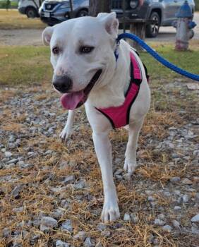 Beau -  Pit Bull Terrier and Labrador Retriever Dog for Adoption in Brownwood, Texas - Beau | PetCurious