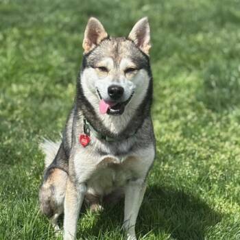 Mixed Breed Dogs Available for Adoption - Nanook | PetCurious