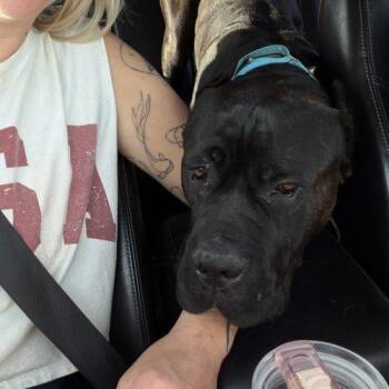 Cane Corso and Mastiff Dogs Available for Adoption in Visalia, California - Byler | PetCurious