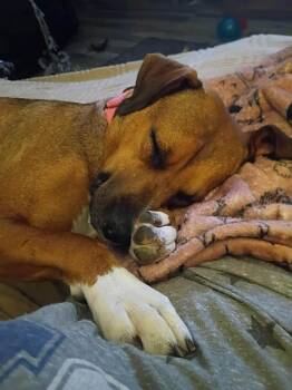Ruby -  Boxer Dog for Adoption in Salamanca, New York - Ruby | PetCurious