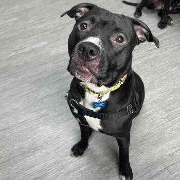 Xena -  Mixed Breed Dog for Adoption in State College, Pennsylvania - Xena | PetCurious