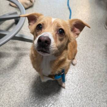 Penelope -  Mixed Breed Dog for Adoption in Englewood, Florida - Penelope | PetCurious