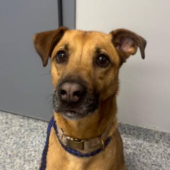 Yellow -  Mixed Breed Dog for Adoption in Greenville, South Carolina - Yellow | PetCurious