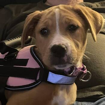 Boxer Dogs Available for Adoption in Crystal Lake, Illinois - Mercury | PetCurious