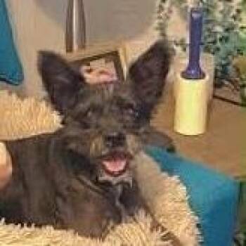 Scottie -  Scottish Terrier Dog for Adoption in Wadena, Minnesota - Scottie | PetCurious