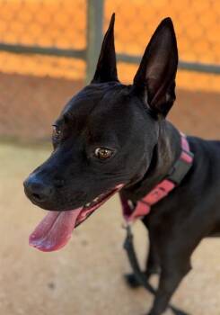 Rescue American Staffordshire Terrier and Mixed Breed Dogs for Adoption in Tallahassee, Florida - TWITCH | PetCurious