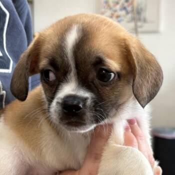 Pekingese and Chihuahua Dogs Available for Adoption - Spike | PetCurious