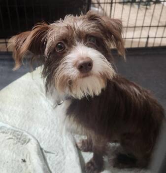 Rufus -  Shih Tzu and Chihuahua Dog for Adoption in Walnutport, Pennsylvania - Rufus | PetCurious