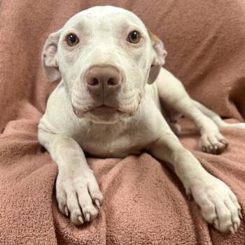 Sonny -  Pit Bull Terrier Dog for Adoption in Saint Joseph, Missouri - Sonny | PetCurious