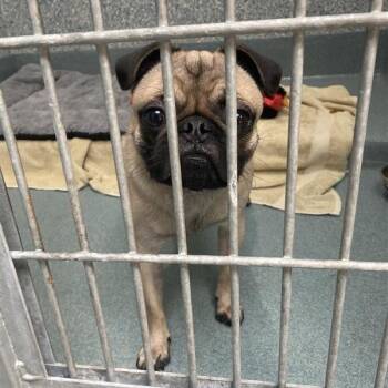 Odi -  Pug and Mixed Breed Dog for Adoption in Hawthorne, California - Odi | PetCurious