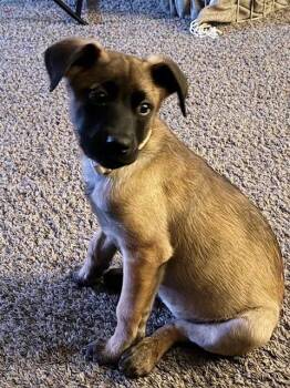 Belgian Shepherd Malinois Dogs Available for Adoption - **MIPSY** | PetCurious