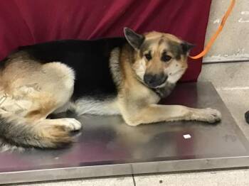 German Shepherd Dog Dogs Available for Adoption - OFFICER | PetCurious