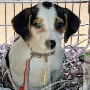 Beagle and Mixed Breed Dogs Available for Adoption in St. Louis, Missouri - FLORA | PetCurious