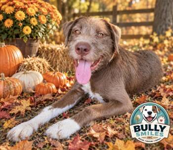 Huck -  Standard Poodle and American Staffordshire Terrier Dog for Adoption in Chickamauga, Georgia - Huck | PetCurious