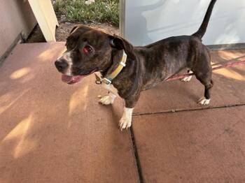 ZSA ZSA -  Pit Bull Terrier and Dachshund Dog for Adoption in San Jose, California - ZSA ZSA | PetCurious