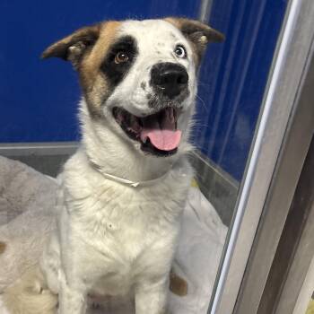 Rescue Australian Shepherd Dogs for Adoption in Phoenix, Arizona - Abby | PetCurious