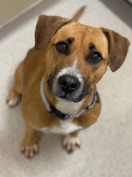 Rescue Hound and German Shepherd Dog Dogs for Adoption in Youngstown, Ohio - Kara | PetCurious