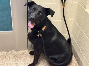 TUNDRA -  Labrador Retriever Dog for Adoption in Pueblo, Colorado - TUNDRA | PetCurious