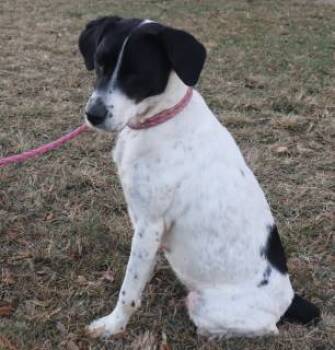 Rescue Pointer Dogs for Adoption in Forrest City, Arkansas - Joanie | PetCurious