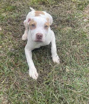 Rescue American Bulldog Dogs for Adoption in Troy, Alabama - Thomas | PetCurious