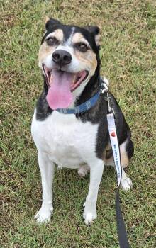 Bear -  Beagle and Jack Russell Terrier Dog for Adoption in Anna, Illinois - Bear | PetCurious