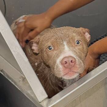 Pit Bull Terrier Dogs Available for Adoption in South Elgin, Illinois - Izzy - Home To Home | PetCurious