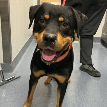Durango -  Rottweiler Dog for Adoption in Saint Joseph, Missouri - Durango | PetCurious