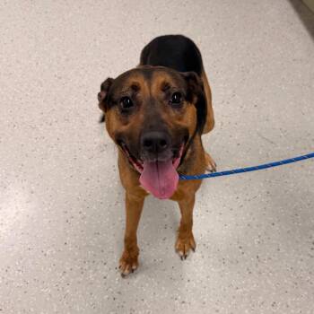 Katherine Legge -  German Shepherd Dog and Mixed Breed Dog Available for Adoption in Indianapolis, Indiana - Katherine Legge | PetCurious