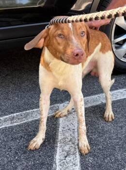 Leroy -  Mixed Breed Dog for Adoption in Maryville, Tennessee - Leroy | PetCurious