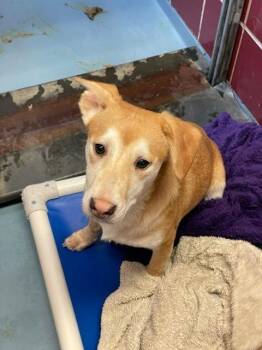 Shepherd and Labrador Retriever Dogs Available for Adoption - Lucas Boo | PetCurious