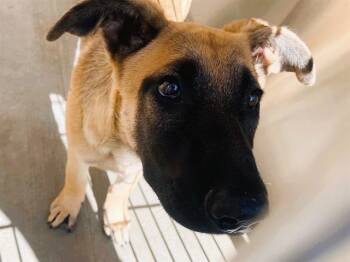 HARPER -  Belgian Shepherd Malinois Dog for Adoption in Tustin, California - HARPER | PetCurious