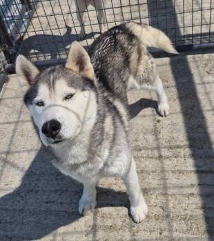 Husky Dogs Available for Adoption in Taylorsville, Kentucky - Luke | PetCurious