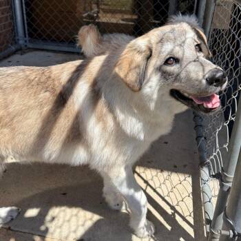 Shepherd Dogs Available for Adoption in Birmingham, Alabama - Delilah | PetCurious