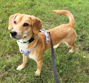 DUCKIE -  Labrador Retriever and Mixed Breed Dog for Adoption in Minneapolis, Minnesota - DUCKIE | PetCurious