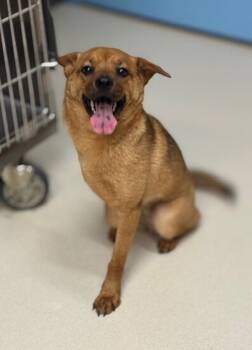 Rescue Shiba Inu and Chihuahua Dogs for Adoption in San Luis Obispo, California - Della | PetCurious