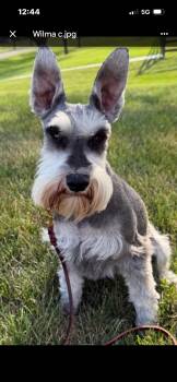 Miniature Schnauzer Dogs Available for Adoption in St. Louis, Missouri - Wilma  | PetCurious