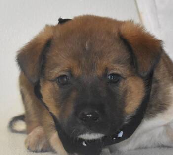 Australian Cattle Dog Blue Heeler Dogs Available for Adoption in Springfield, Ohio - Milky Way | PetCurious