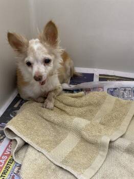 CINNAMON SWIRL -  Chihuahua and Mixed Breed Dog for Adoption in Las Vegas, Nevada - CINNAMON SWIRL | PetCurious