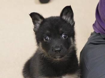 Theodore -  German Shepherd Dog and Pomeranian Dog for Adoption in Portland, Oregon - Theodore | PetCurious