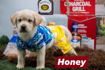 Honey -  Labrador Retriever and Hound Dog for Adoption in Sevierville, Tennessee - Honey | PetCurious
