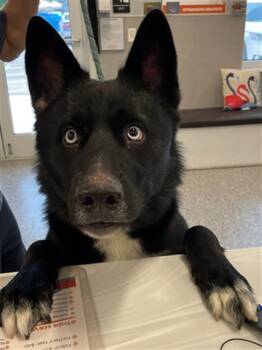 Mixed Breed Dogs Available for Adoption in Palmetto, Florida - A135590 | PetCurious