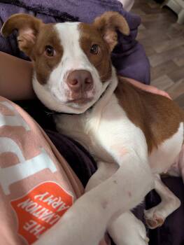 Penelope -  Rat Terrier and Terrier Dog for Adoption in Holly Springs, North Carolina - Penelope | PetCurious